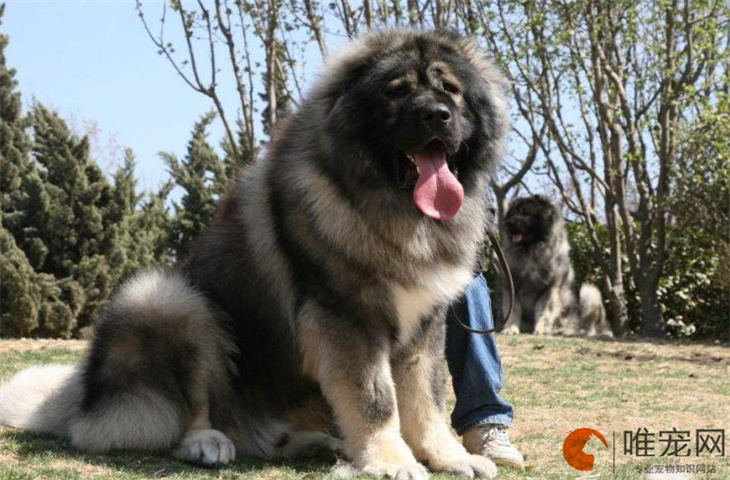 高加索犬到新家多久能适应 适合什么人养 高加索犬到新家多久能适应 适合什么人养