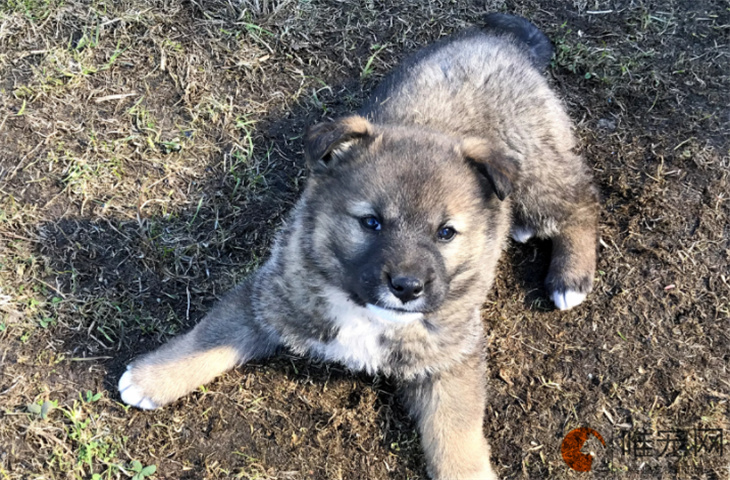 高加索犬20天好养吗 高加索犬20天好养吗