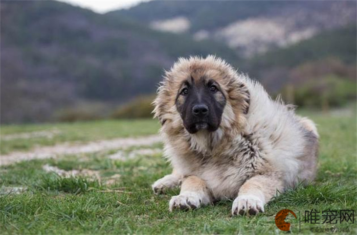 高加索犬5个月好养吗 高加索犬5个月好养吗
