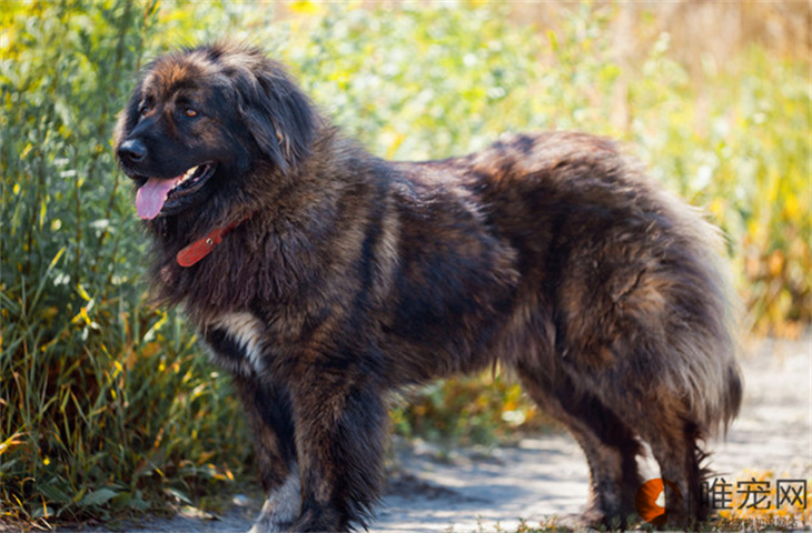高加索犬3个月好养吗 高加索犬3个月好养吗