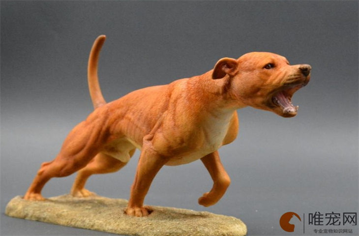 比特犬25天好养吗 比特犬25天好养吗