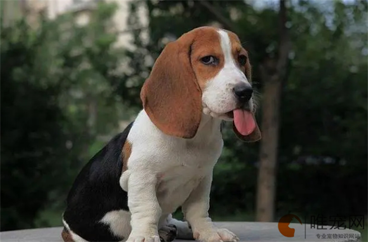 比格犬多久洗一次澡比较好 洗澡的注意事项有哪些 比格犬多久洗一次澡比较好 洗澡的注意事项有哪些