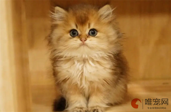 第一次养英国长毛猫要注意什么 多少钱一只 第一次养英国长毛猫要注意什么 多少钱一只