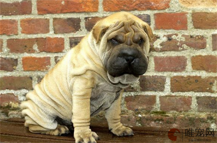 为什么沙皮犬是禁养犬 为什么沙皮犬是禁养犬