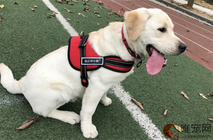 为什么拉布拉多是禁养犬 为什么拉布拉多是禁养犬
