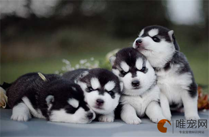 为什么哈士奇是禁养犬 为什么哈士奇是禁养犬