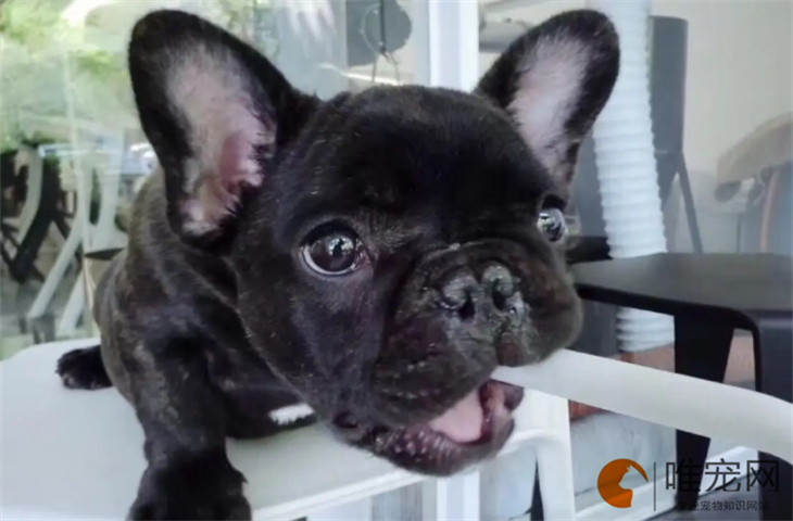 为什么法斗是禁养犬