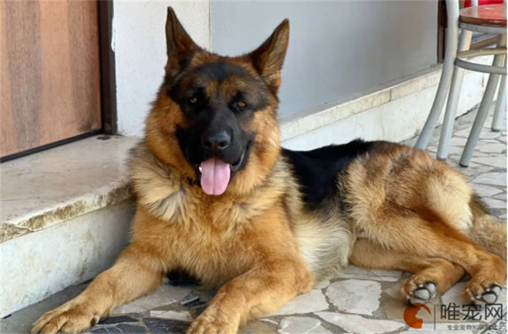 为什么德牧是禁养犬 多少钱一只 为什么德牧是禁养犬 多少钱一只