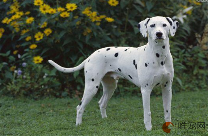 为什么大麦町犬是禁养犬 为什么大麦町犬是禁养犬