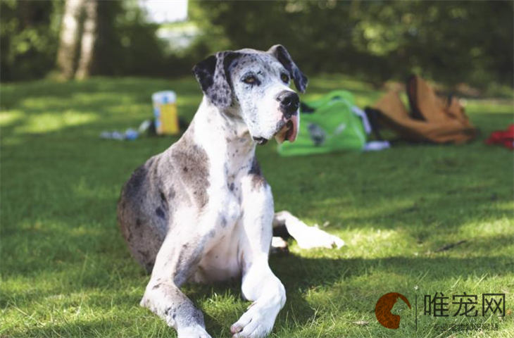 为什么大丹犬是禁养犬 为什么大丹犬是禁养犬