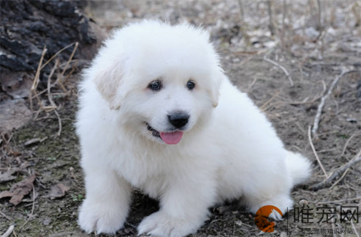 为什么大白熊犬是禁养犬 为什么大白熊犬是禁养犬