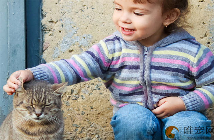 猫被抛弃后见到旧主人的态度是怎样的 猫被抛弃后见到旧主人的态度是怎样的