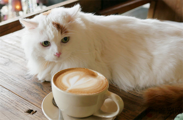 土耳其梵猫40天好养吗