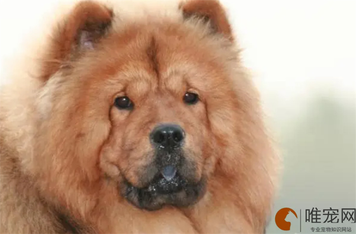 松狮犬是大型犬还是中型犬 北京能养吗