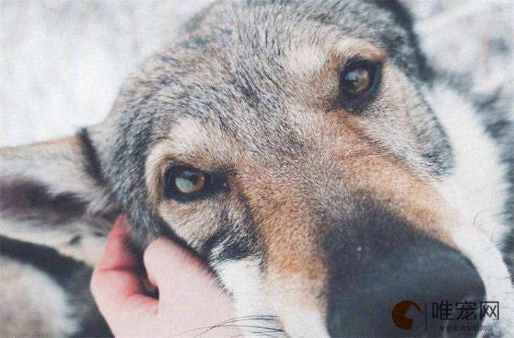 捷克狼犬是大型犬还是中型犬 北京能养吗 捷克狼犬是大型犬还是中型犬 北京能养吗
