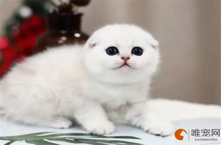 苏格兰折耳猫几个月开始疯长 苏格兰折耳猫几个月开始疯长