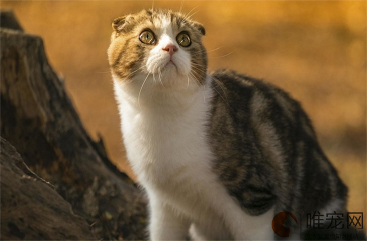 苏格兰折耳猫几个月开始训练