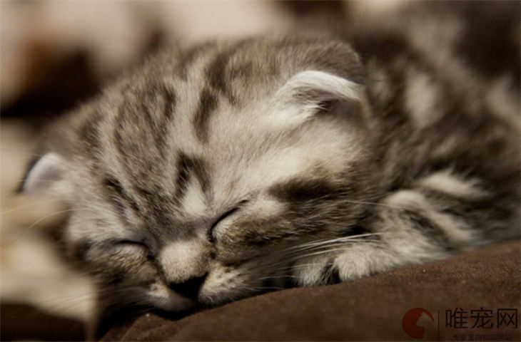 苏格兰折耳猫35天好养吗 苏格兰折耳猫35天好养吗