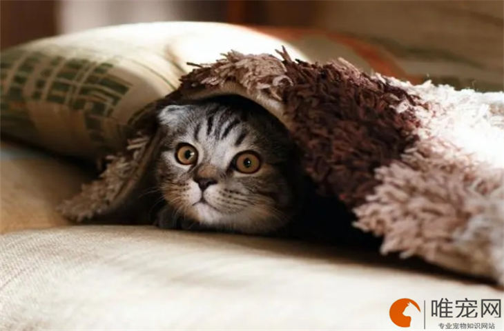 苏格兰折耳猫15天好养吗 苏格兰折耳猫15天好养吗