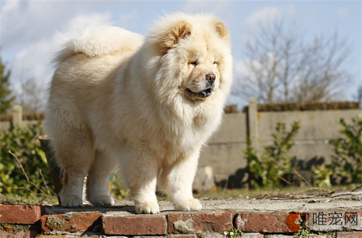 松狮犬几个月开始训练 只认一个主人吗