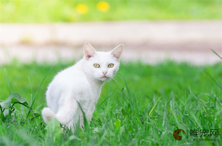 猫咪突然变公鸭嗓且活跃是怎么回事 猫咪突然变公鸭嗓且活跃是怎么回事