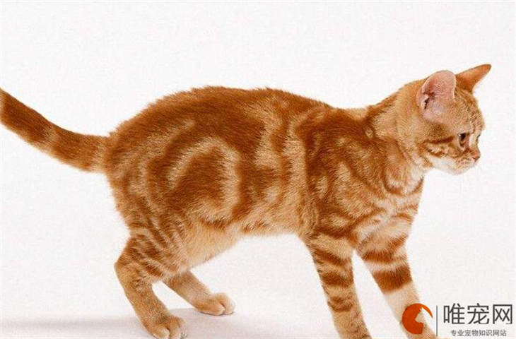 猫咪突然变公鸭嗓能自己痊愈吗 猫咪突然变公鸭嗓能自己痊愈吗