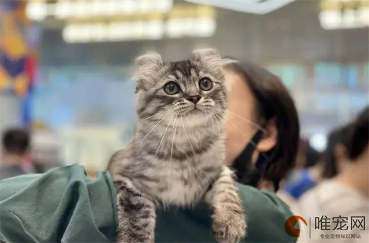 猫咪突然变公鸭嗓没精神是怎么回事 猫咪突然变公鸭嗓没精神是怎么回事