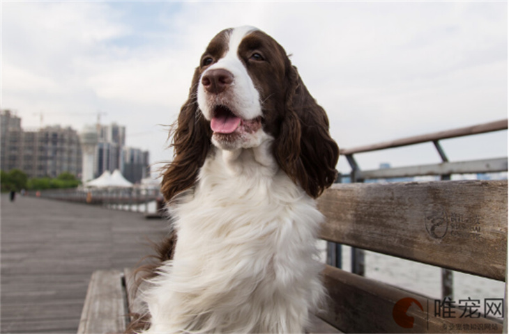 史賓格是禁養(yǎng)犬嗎