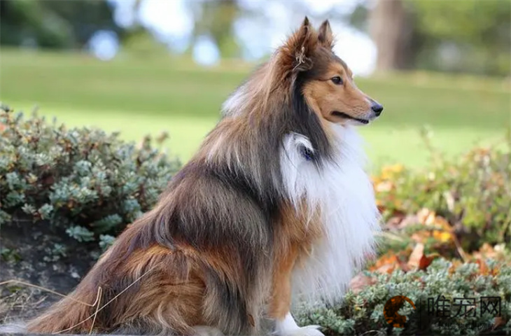 喜乐蒂牧羊犬怎么训练 缺点是什么 喜乐蒂牧羊犬怎么训练 缺点是什么