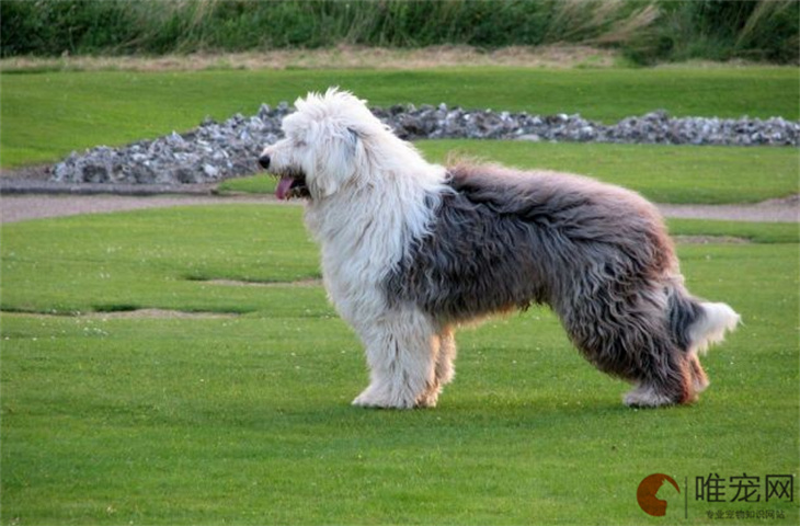 古代牧羊犬50天好养吗 古代牧羊犬50天好养吗