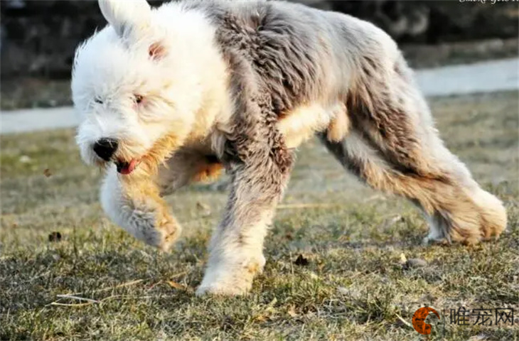 古代牧羊犬45天好养吗