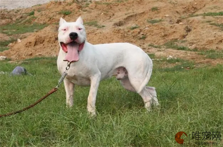 杜高犬20天好养吗 杜高犬20天好养吗