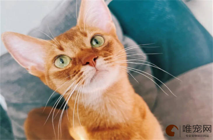 阿比西尼亚猫流泪是什么原因 如何处理