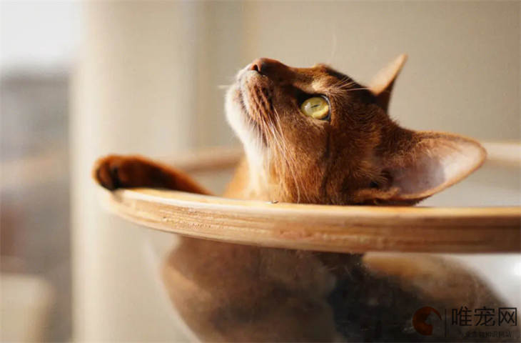 阿比西尼亚猫不吃东西但精神好是怎么回事 如何处理