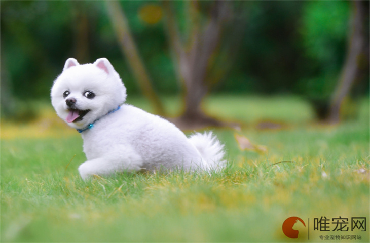 博美犬最佳训练期是什么时候 如何训练 博美犬最佳训练期是什么时候 如何训练
