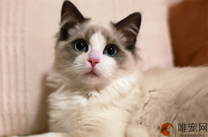 布偶猫到新家多久能适应 有眼屎正常吗