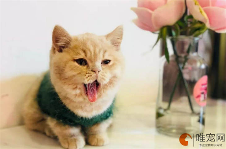 怎么判断拿破仑猫的年龄 多大算成年 怎么判断拿破仑猫的年龄 多大算成年