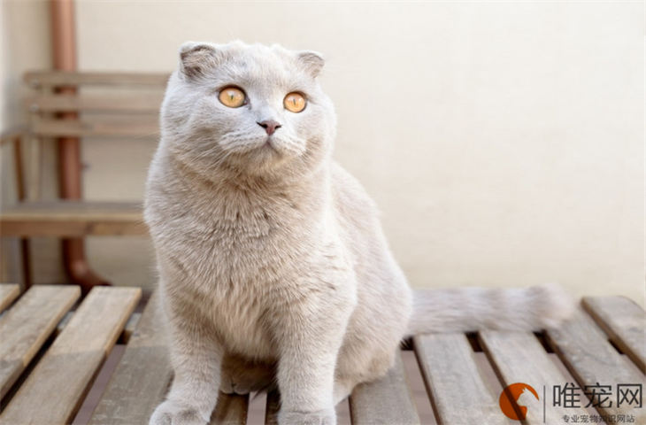 苏格兰折耳猫换主人能养熟吗 适不适合新手养 苏格兰折耳猫换主人能养熟吗 适不适合新手养
