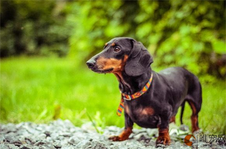 怎么判断腊肠犬的年龄 几个月成年