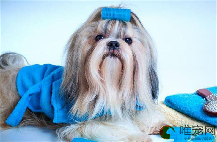 西施犬训练方法是怎样的 新手需要注意什么 西施犬训练方法是怎样的 新手需要注意什么