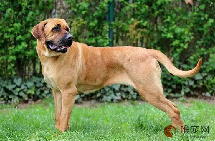 日本土佐犬40天好养吗 日本土佐犬40天好养吗