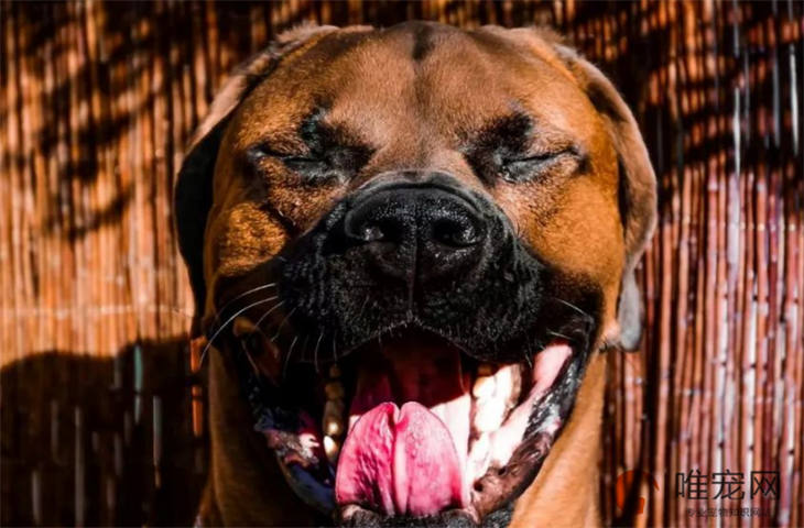 日本土佐犬4个月好养吗 日本土佐犬4个月好养吗