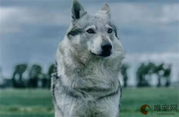 怎么判断捷克狼犬的年龄 几个月成年 怎么判断捷克狼犬的年龄 几个月成年
