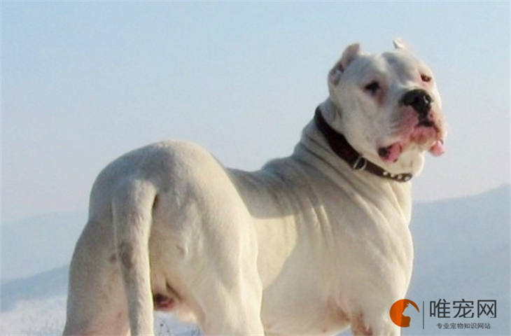怎么判断杜高犬的年龄 几个月成年 怎么判断杜高犬的年龄 几个月成年