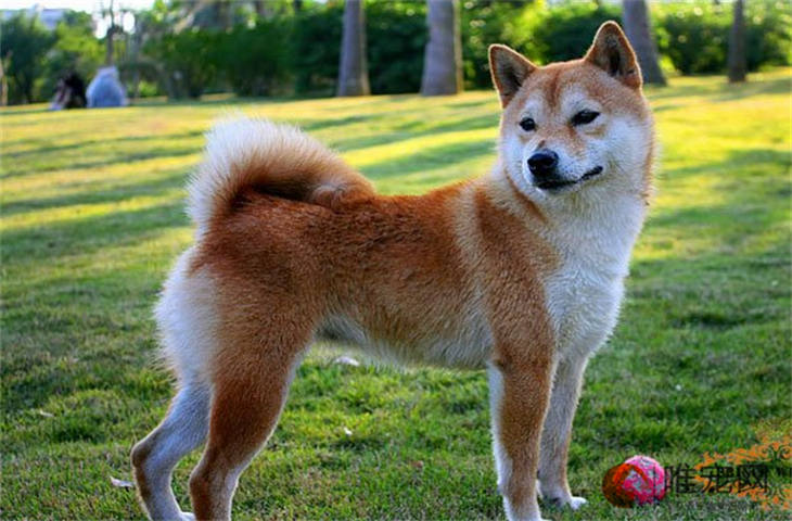 秋田犬不吃东西没精神是怎么回事 如何处理 秋田犬不吃东西没精神是怎么回事 如何处理