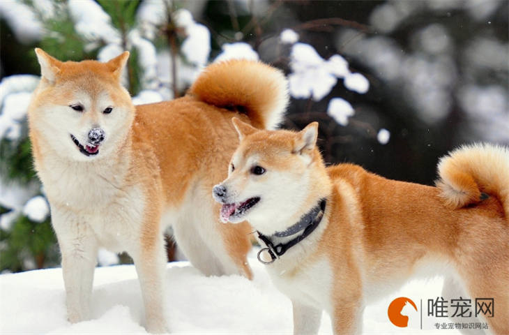秋田犬35天好养吗 秋田犬35天好养吗