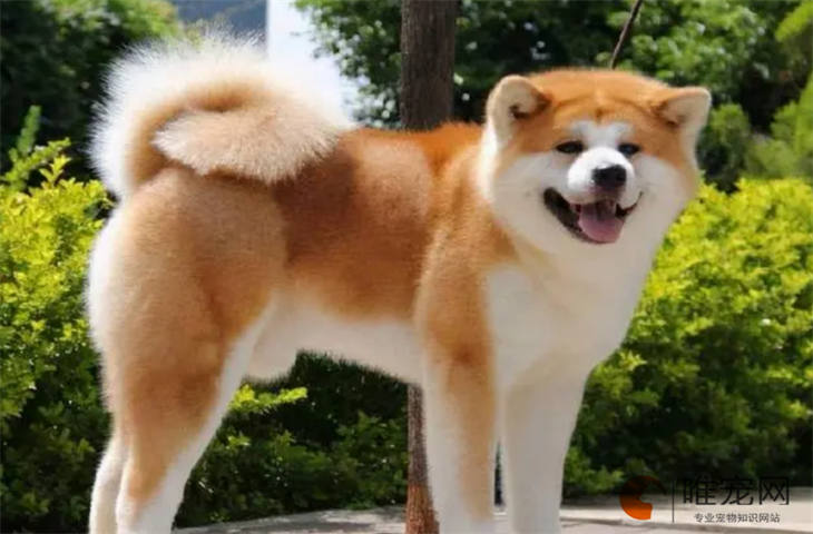 秋田犬25天好养吗 秋田犬25天好养吗
