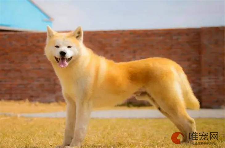 秋田犬20天好养吗 秋田犬20天好养吗