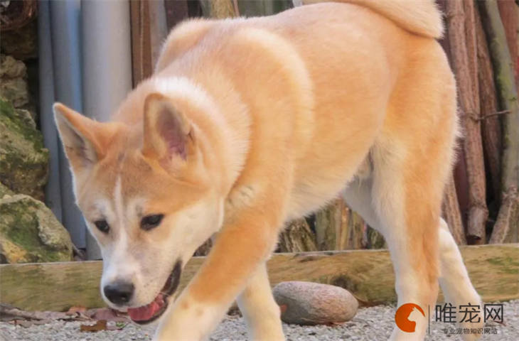 秋田犬15天好养吗 秋田犬15天好养吗