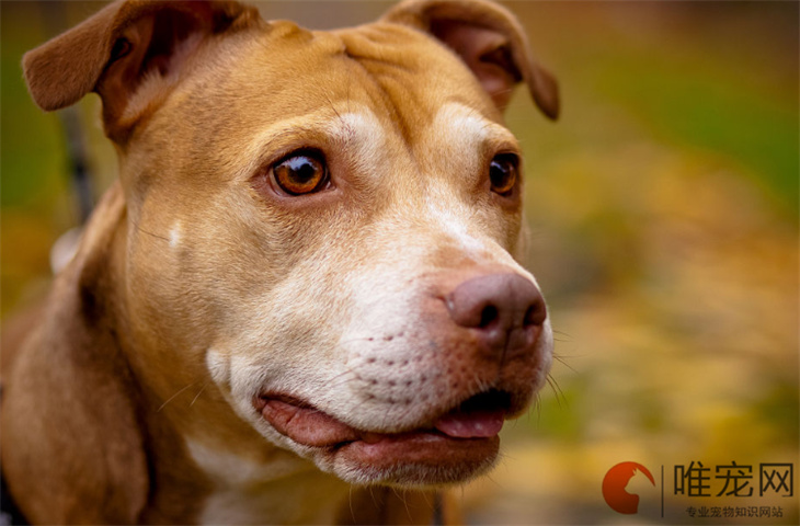 怎么判断比特犬的年龄 几个月成年 怎么判断比特犬的年龄 几个月成年
